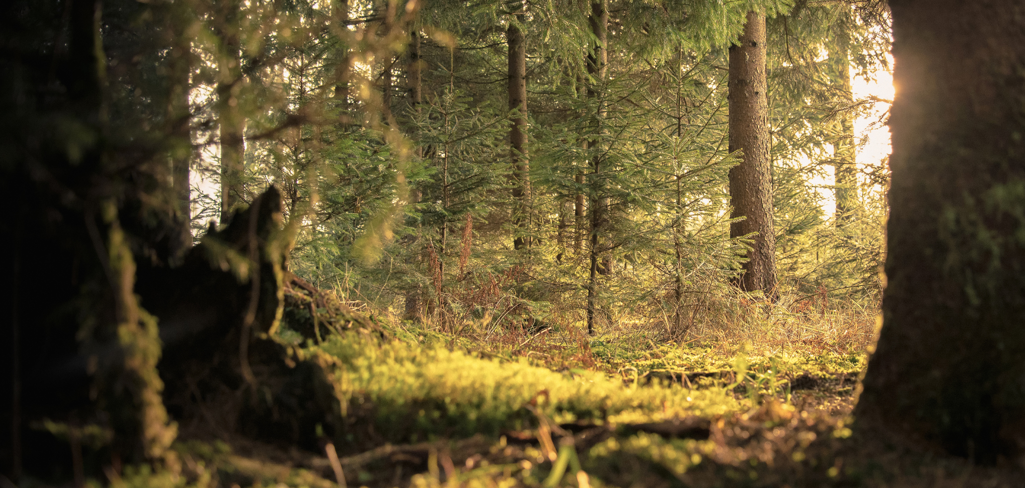 Canadian Forest at Dawn